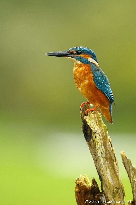 Martin pêcheur d'Europe.... Alcedo atthis