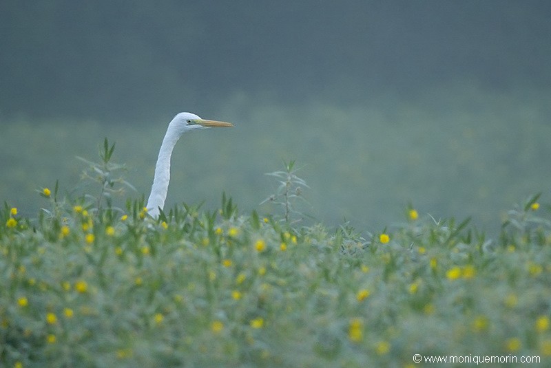 Grande aigrette - Ardea alba