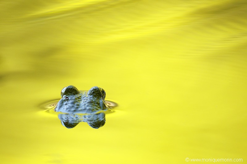 Grenouille verte - Rana esculenta
