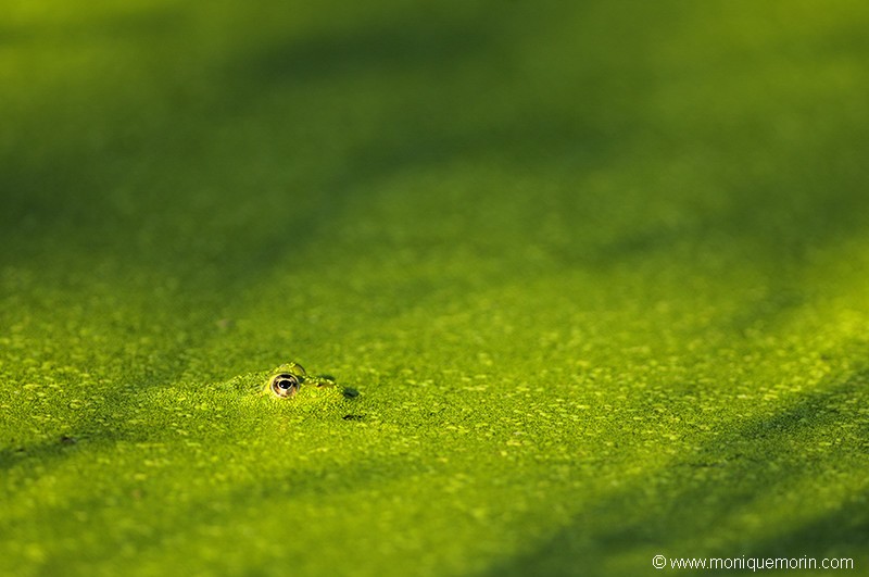 Grenouille verte - Rana esculenta
