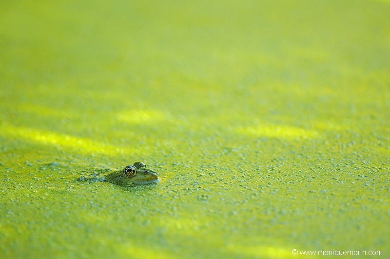 Grenouille verte - Rana esculenta