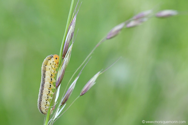 Fausse chenille - Tenthredo