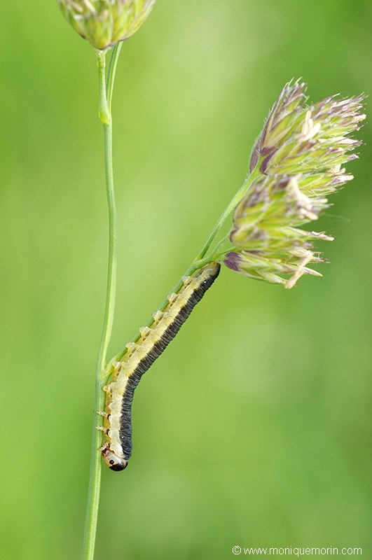 Fausse chenille - Tenthredo