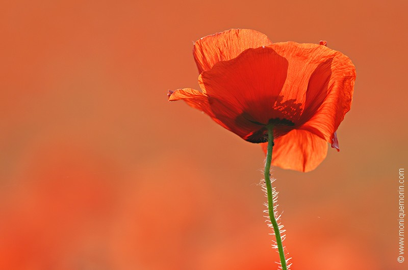 Coquelicot - Papaver rhoeas