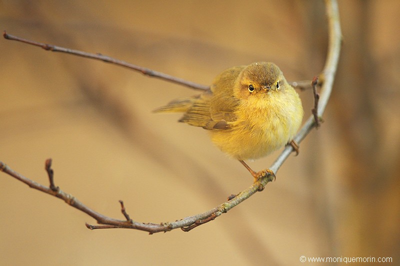 Pouillot fitis - Phylloscopus trochilus