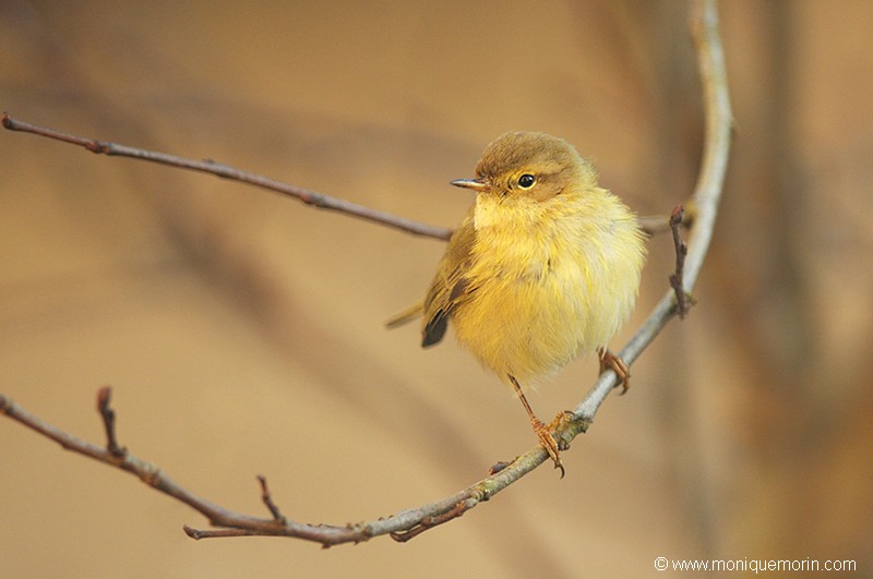 Pouillot fitis - Phylloscopus trochilus