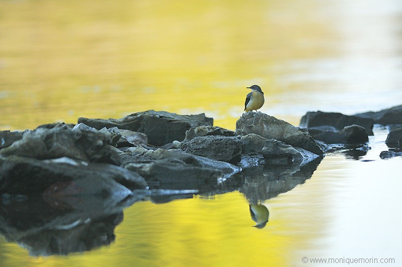 Bergeronnette des ruisseaux - Motacilla cinerea