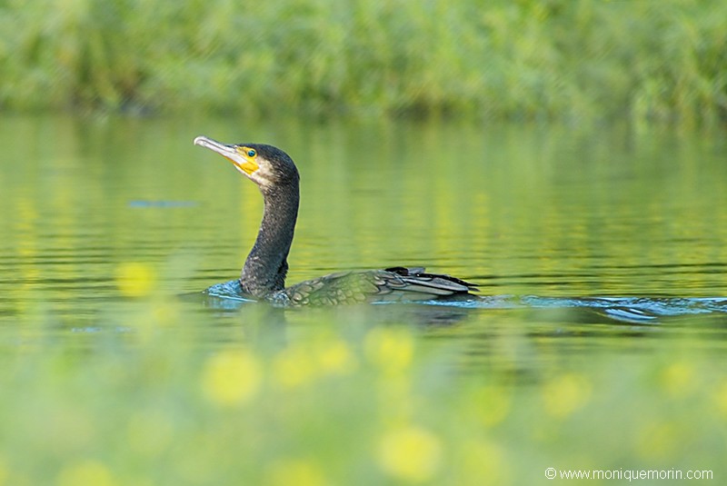 Grand cormoran - Phalacrocorax carbo