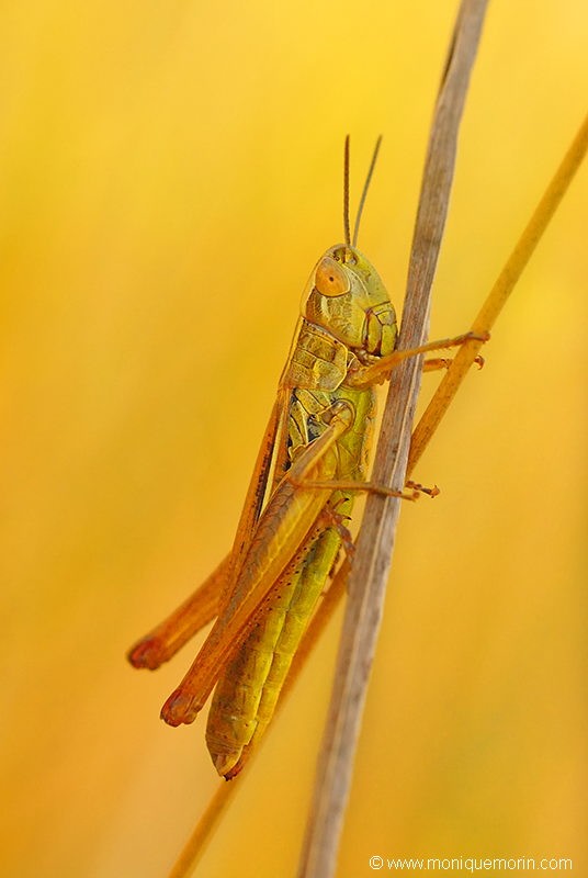 Euchorthippus declivus
