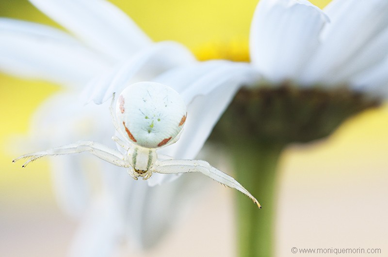 Misumène cagneuse - Misumena vatia