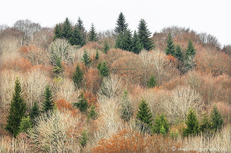 Paysage du Parc Naturel Régional des Volcans d'Auvergne