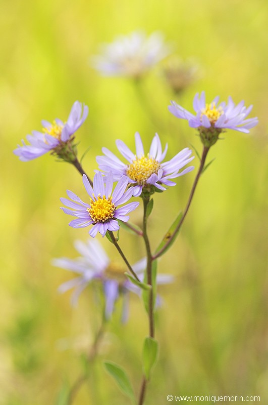 Aster Amelle... Aster amellus