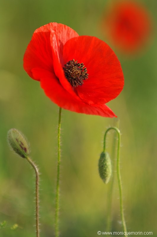 Coquelicots - Papaver rhoeas