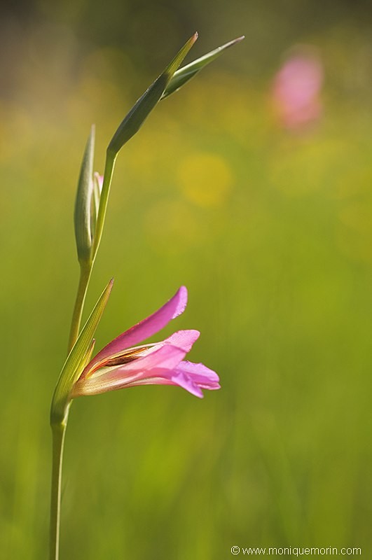 .Glaïeul des moissons - Gladiolus italicus