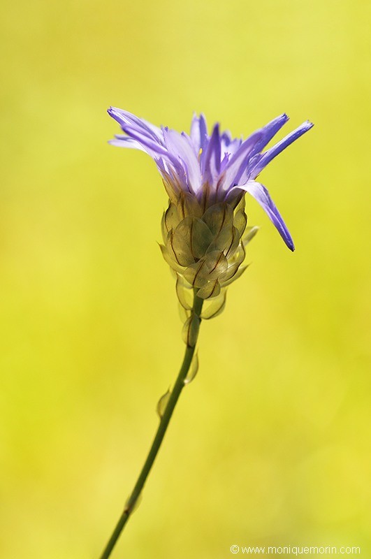 Catananche bleue - Catananche caerulea