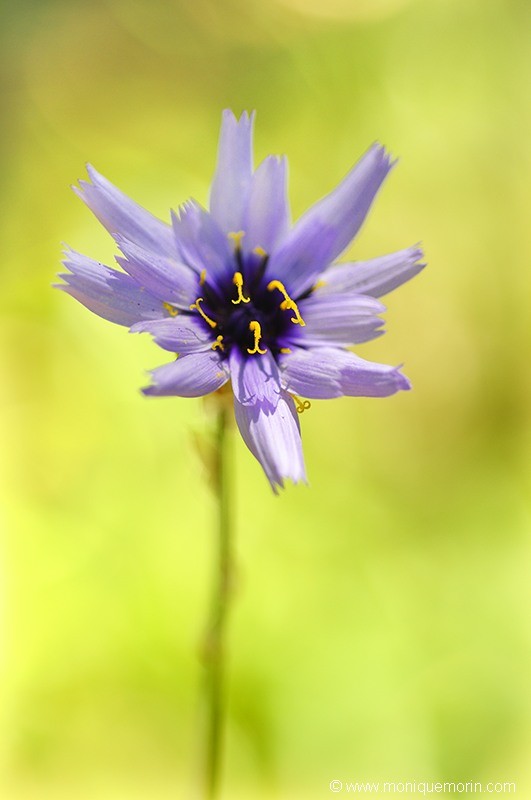 Catananche bleue - Catananche caerulea