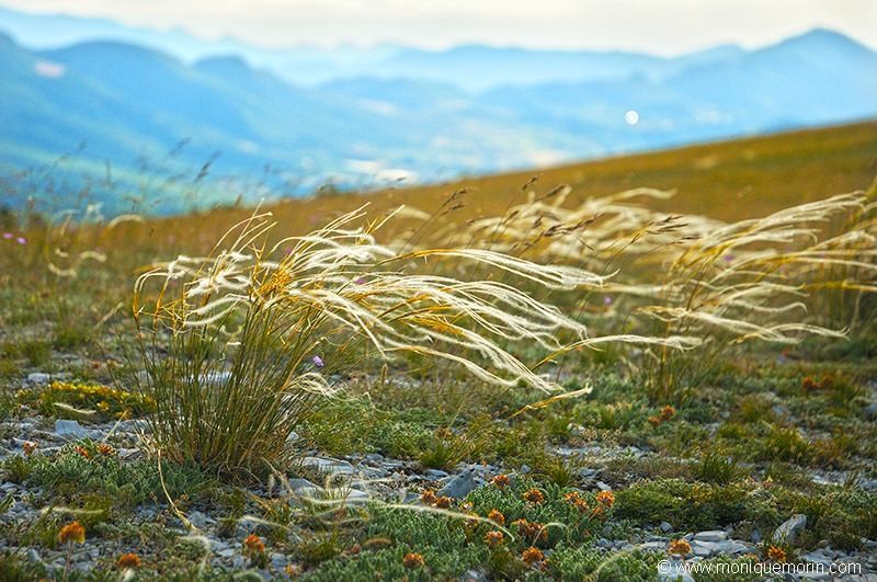 Stipe pennée - Stipa pennata