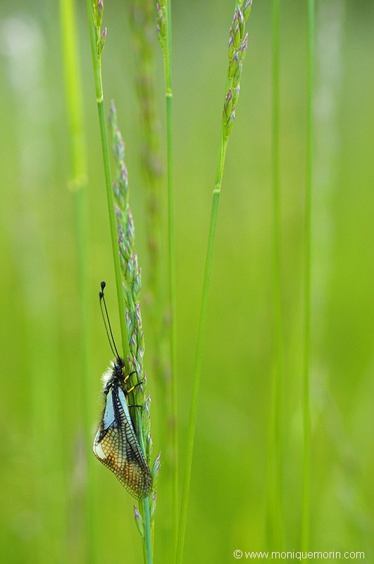 Ascalaphe soufré - Libelloides coccajus