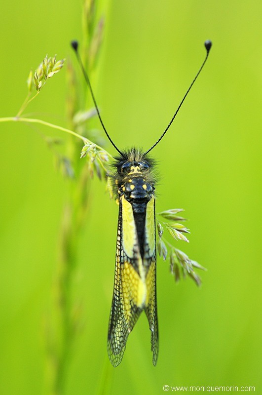 Ascalaphe soufré - Libelloides coccajus