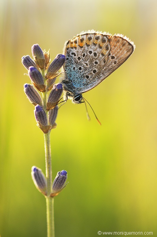 Azuré de l'ajonc - Plebejus argus