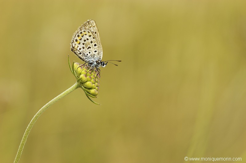 Azuré de l'ajonc - Plebejus argus