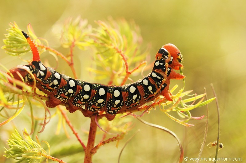Chenille du Sphinx de l'Euphorbe - Hyles euphorbiae
