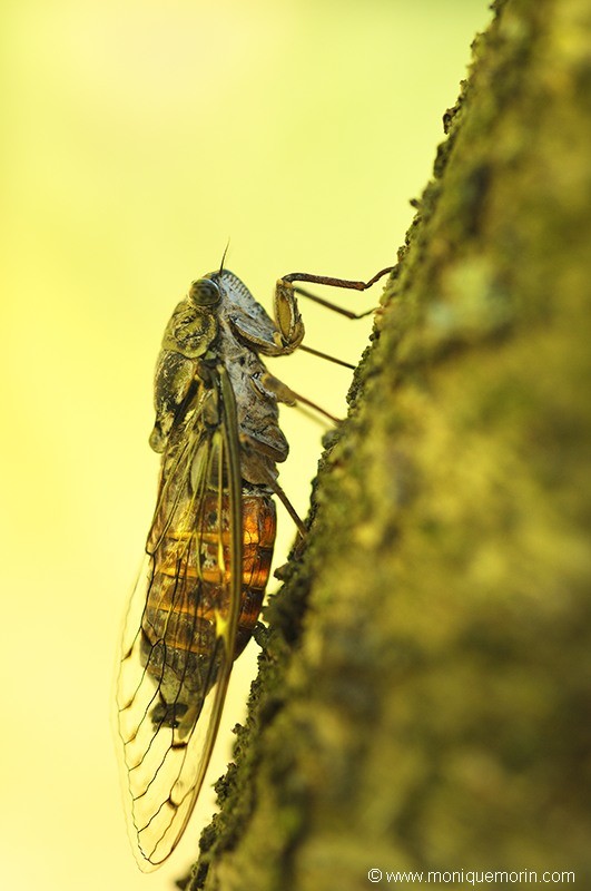 Cigale de l'orne - Cicada Orni