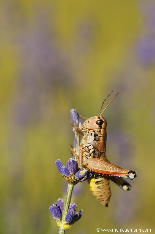 Criquet marcheur - Podisma pedestris