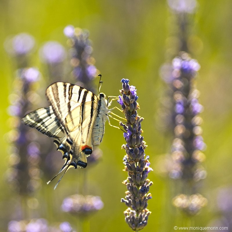 Flambé - Iphiclides podalirius