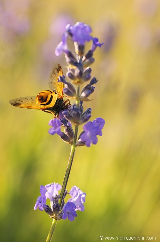 Volucelle vide - Volucella inanis