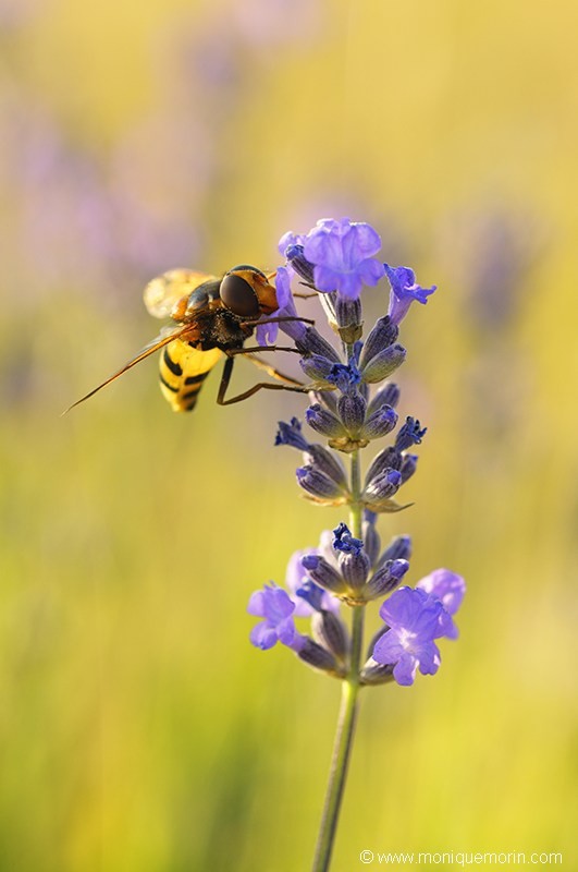 Volucelle vide - Volucella inanis