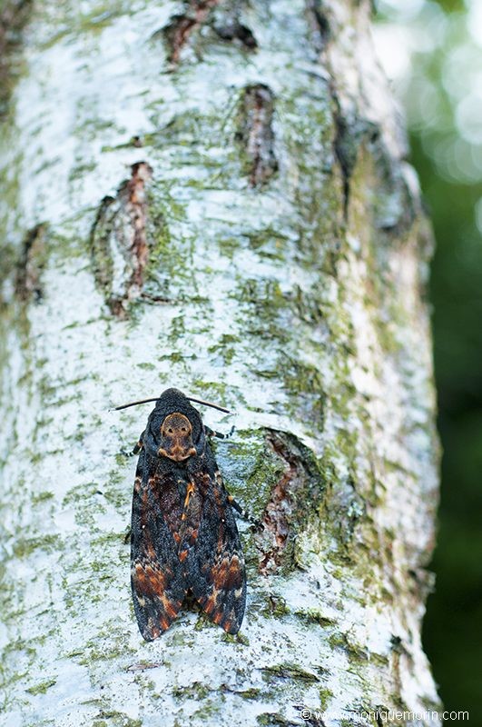 Sphinx tête de mort - Acherontia atropos