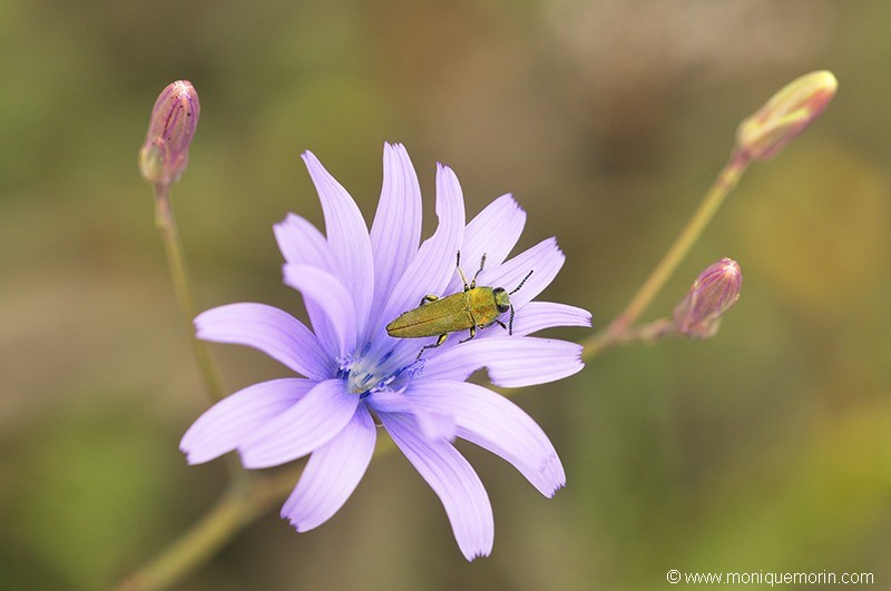 Laitue vivace - Lactuca perennis