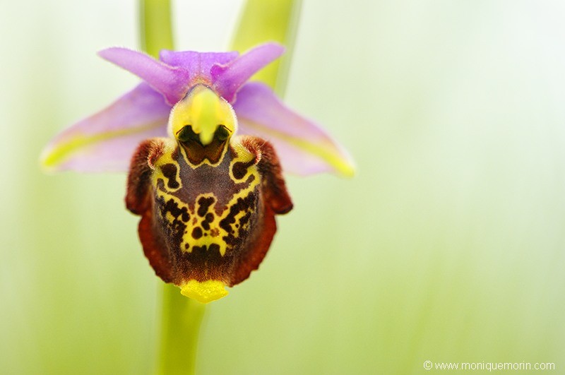 Ophrys bourdon - Ophrys fuciflora