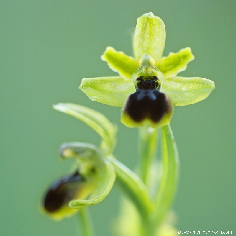 Ophrys petite araignée - Ophrys araneola