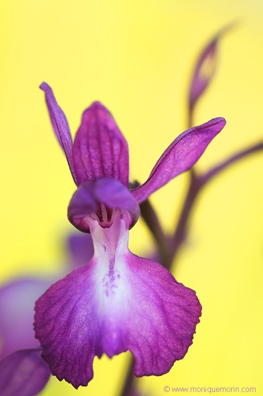 Orchis à fleurs lâches - Anacamptis laxiflora