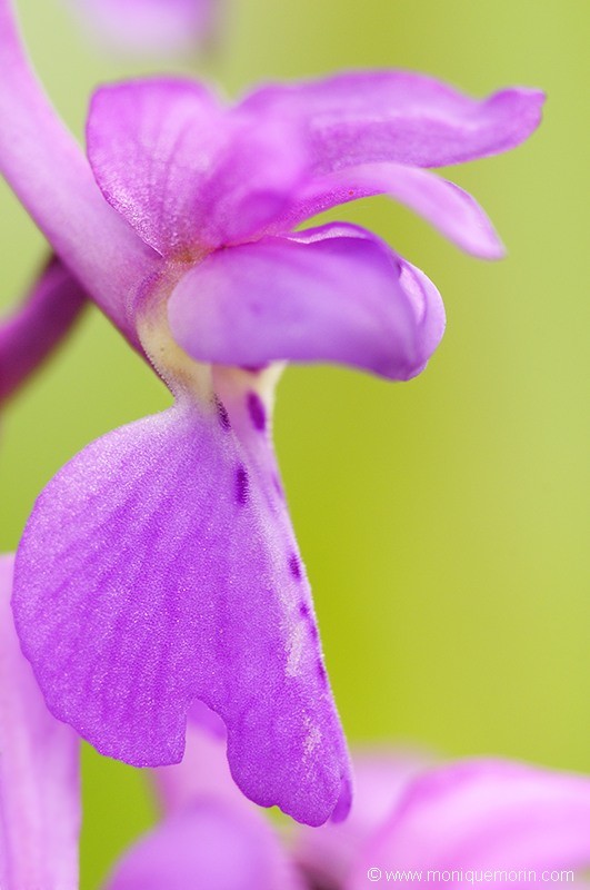 Orchis mâle - Orchis mascula