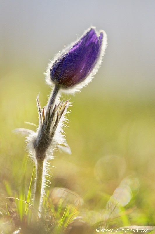 Pulsatille de Haller - Pulsatilla halleri