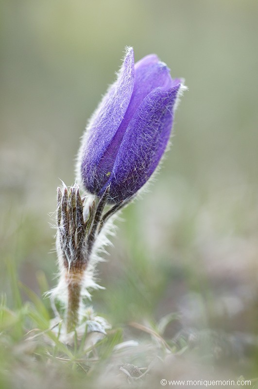 Pulsatille de Haller - Pulsatilla halleri