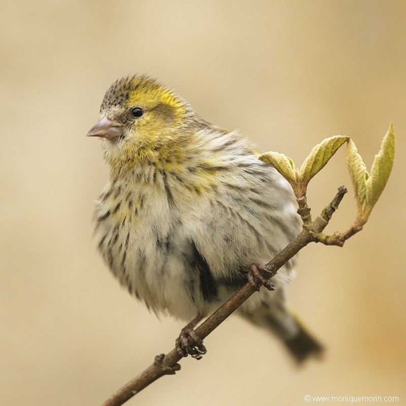 Tarin des aulnes - Carduelis spinus
