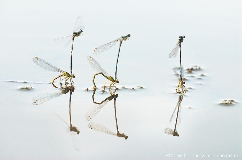 Agrions à larges pattes - Platycnemis pennipes