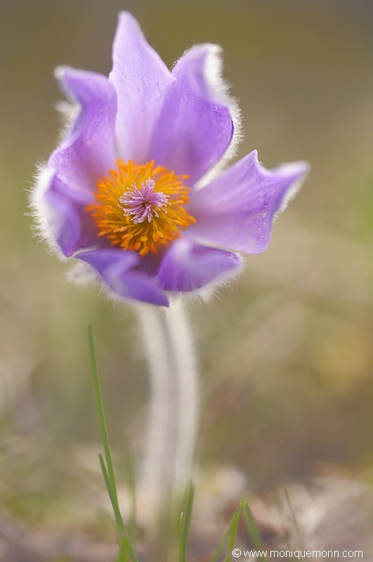 Pulsatille de Haller - Pulsatilla halleri