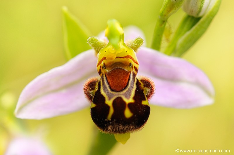 Ophrys abeille - Ophrys apifera