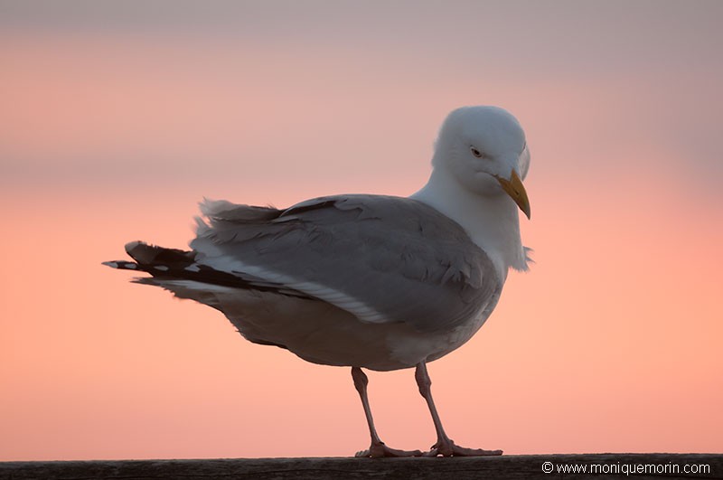 Goéland argenté - Larus argentatus