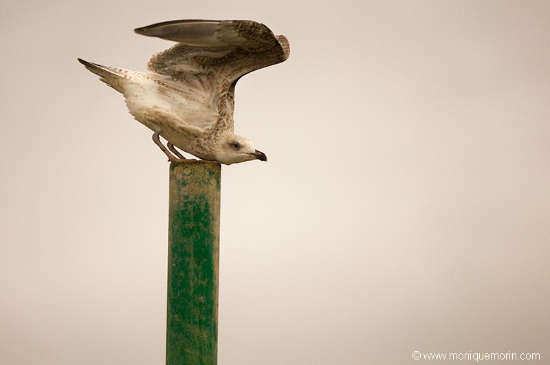 Goéland marin - Larus marinus