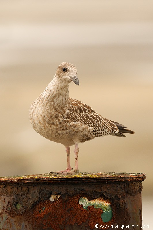 Goéland brun - Larus fuscus