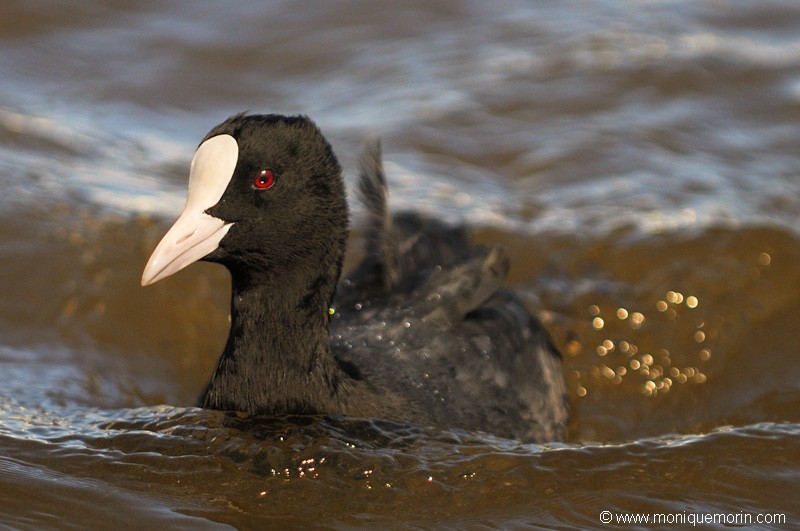 Foulque macroule - Fulica atra