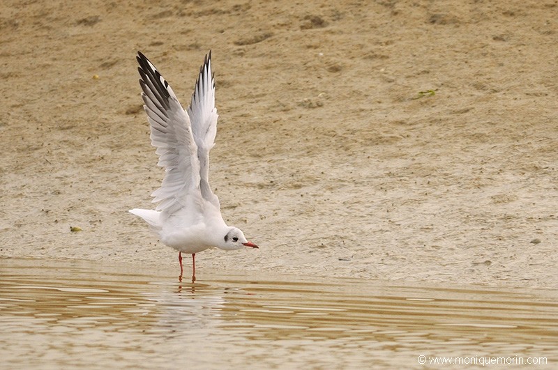 Mouette rieuse - Chroicocephalus ridibundus