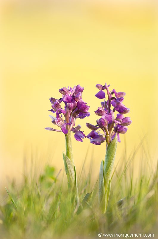 Orchis bouffon - Anacamptis morio