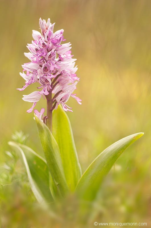 Orchis militaire - Orchis militaris